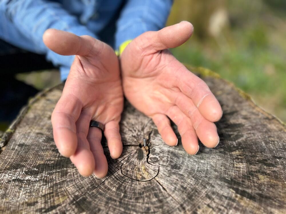 First green shoots of Crossbank Dental Care and Cumbria Wildlife tree-planting partnership