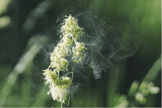 Hay fever and oral health